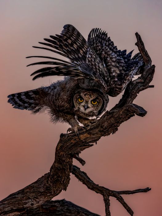 Ilna Booyens. Owl pose. Kgalagadi wildlife photo competition 2022