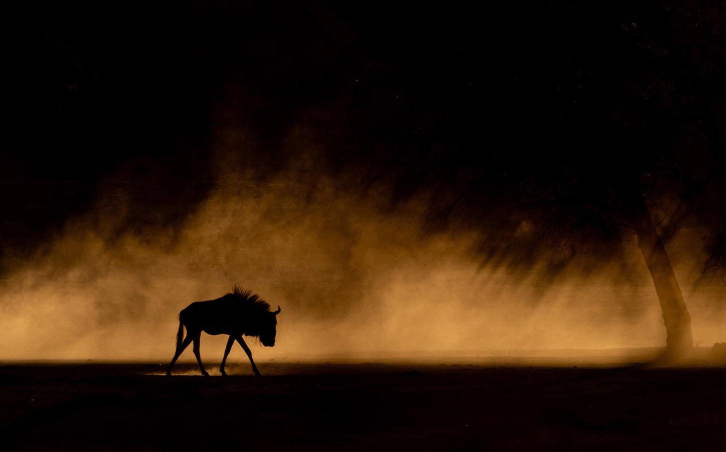 Wildlife photo competition. Hugh Mitchler