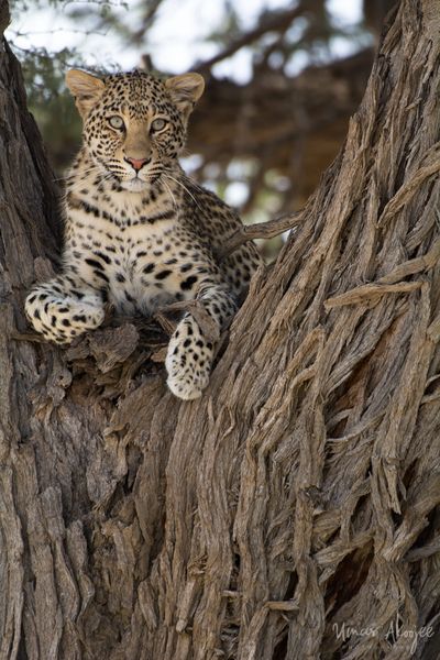 Omar Akoojee Young leopard in camelthorn Kgalagadi photography 