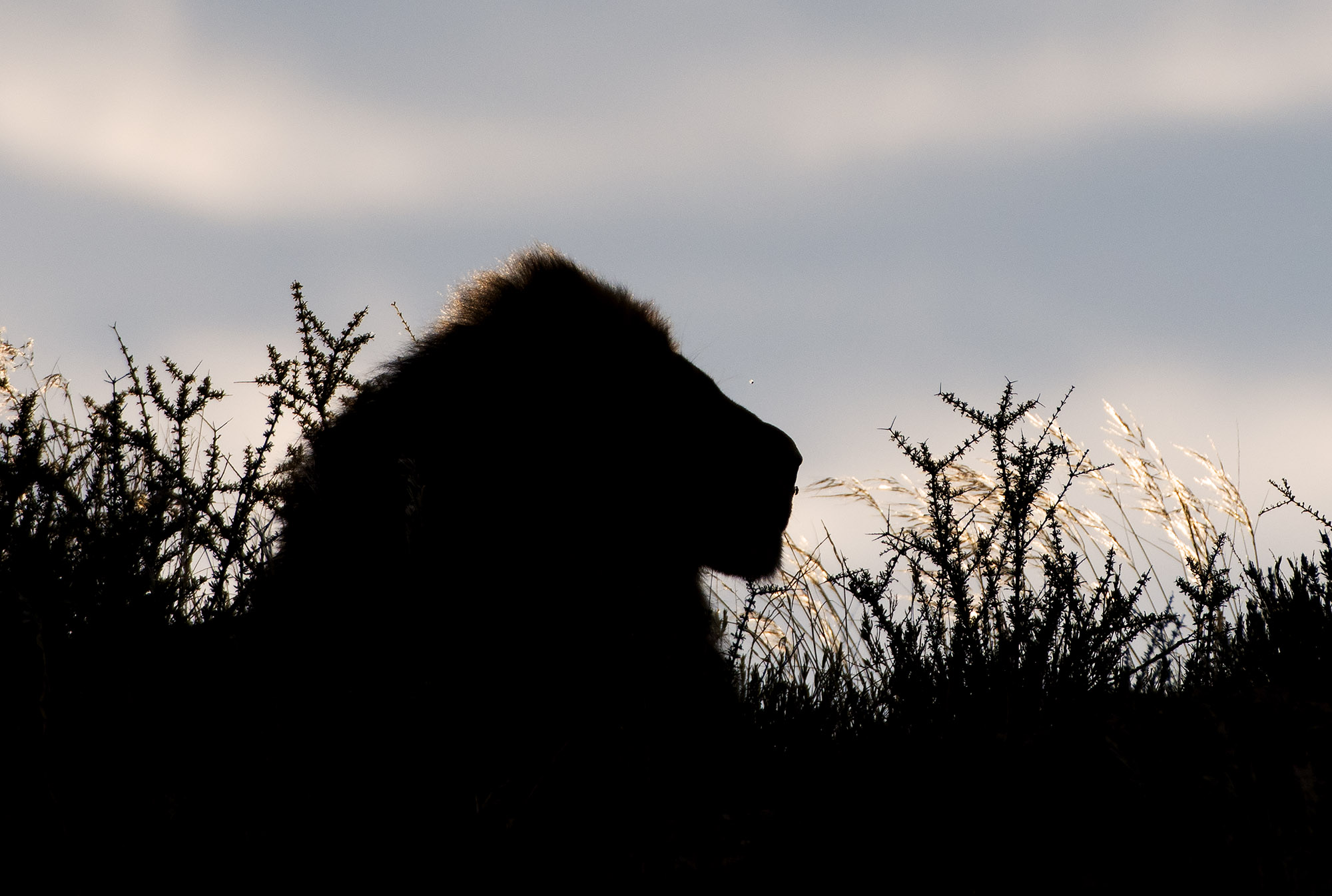 Siloet of  Kgalagadi lion on a dune