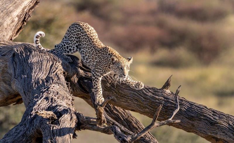 Leopard on camelthorn kgalagadi photo competition 2022.
