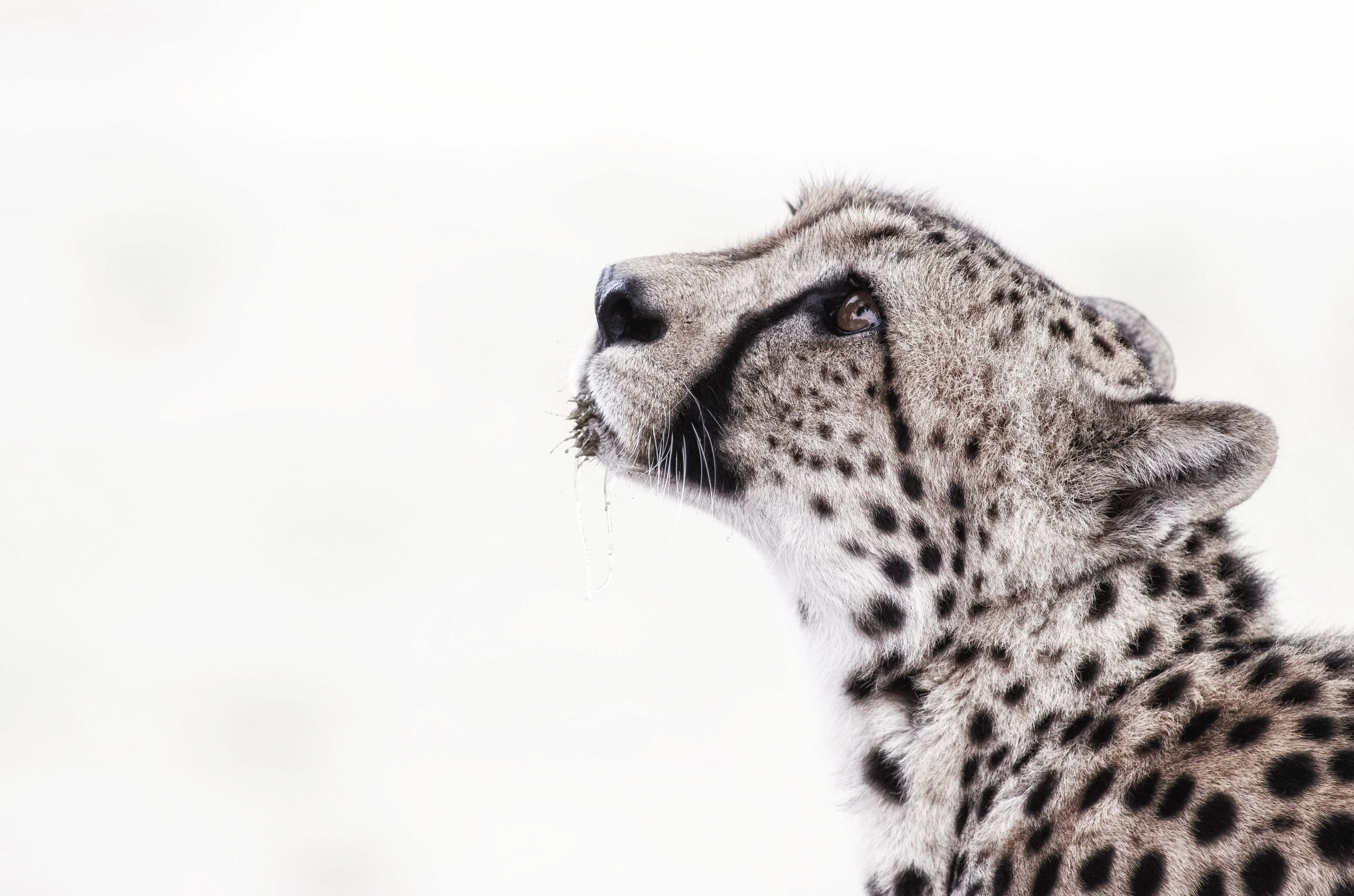 Image of Kgalagadi cheetah