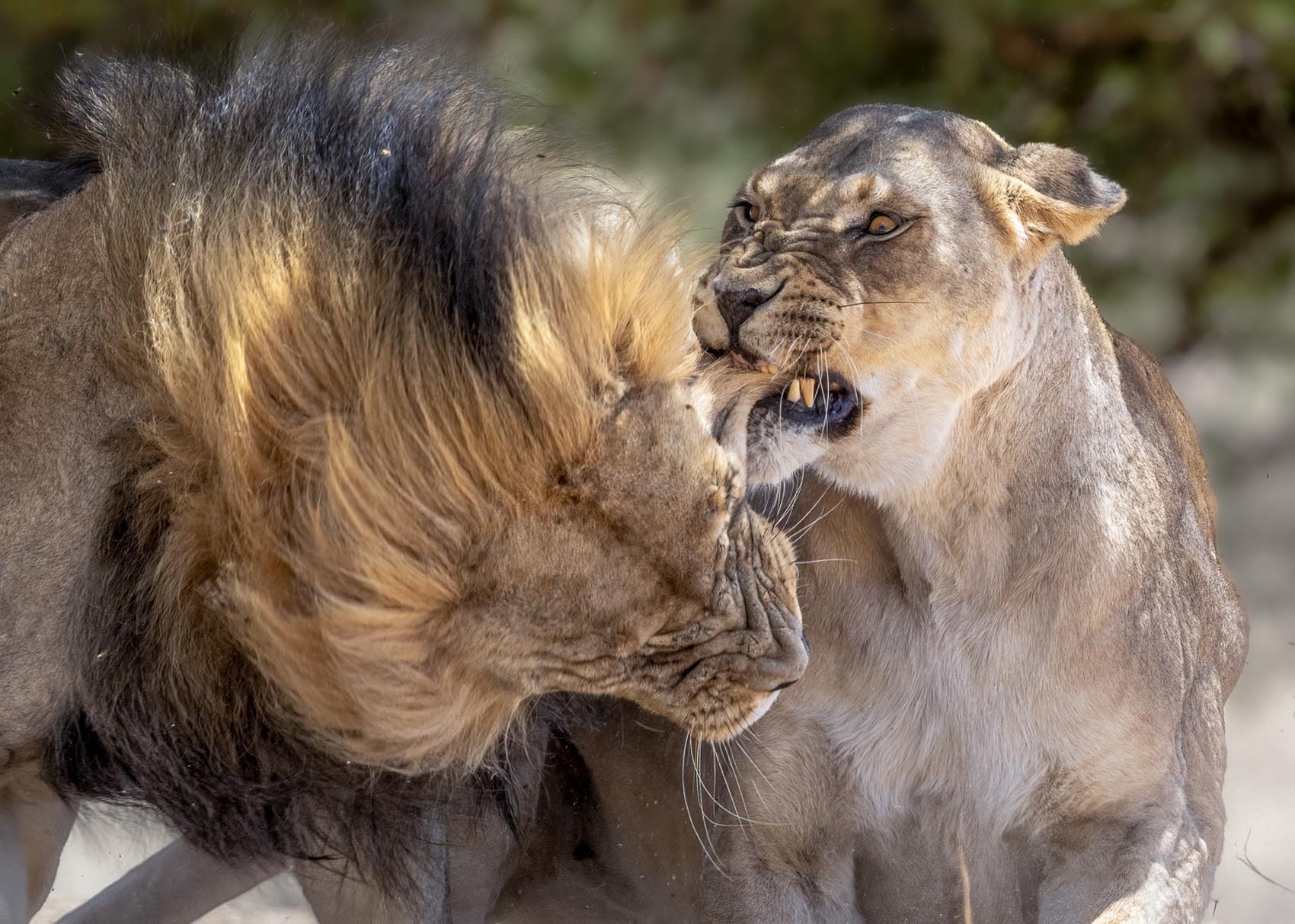 Male and female lion fight