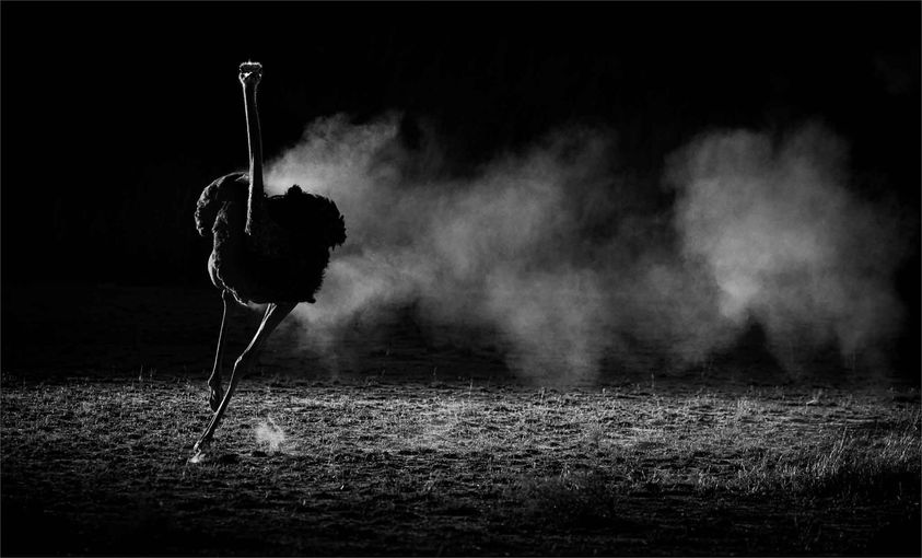 Ostrich on the run. Rob Kissling. Kgalagadi wildlife photo competition