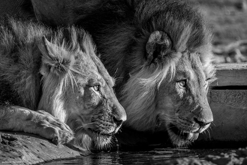 Two lion males drinking. Gerhardt Theron. Kgalagadi wildlife photo competition.