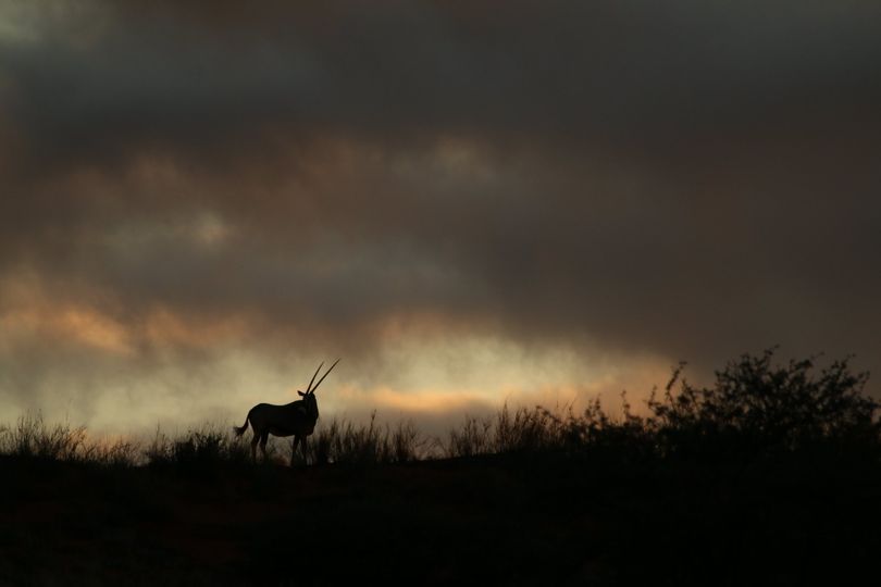 Gemsbok at sunset. Kgalagadi photography