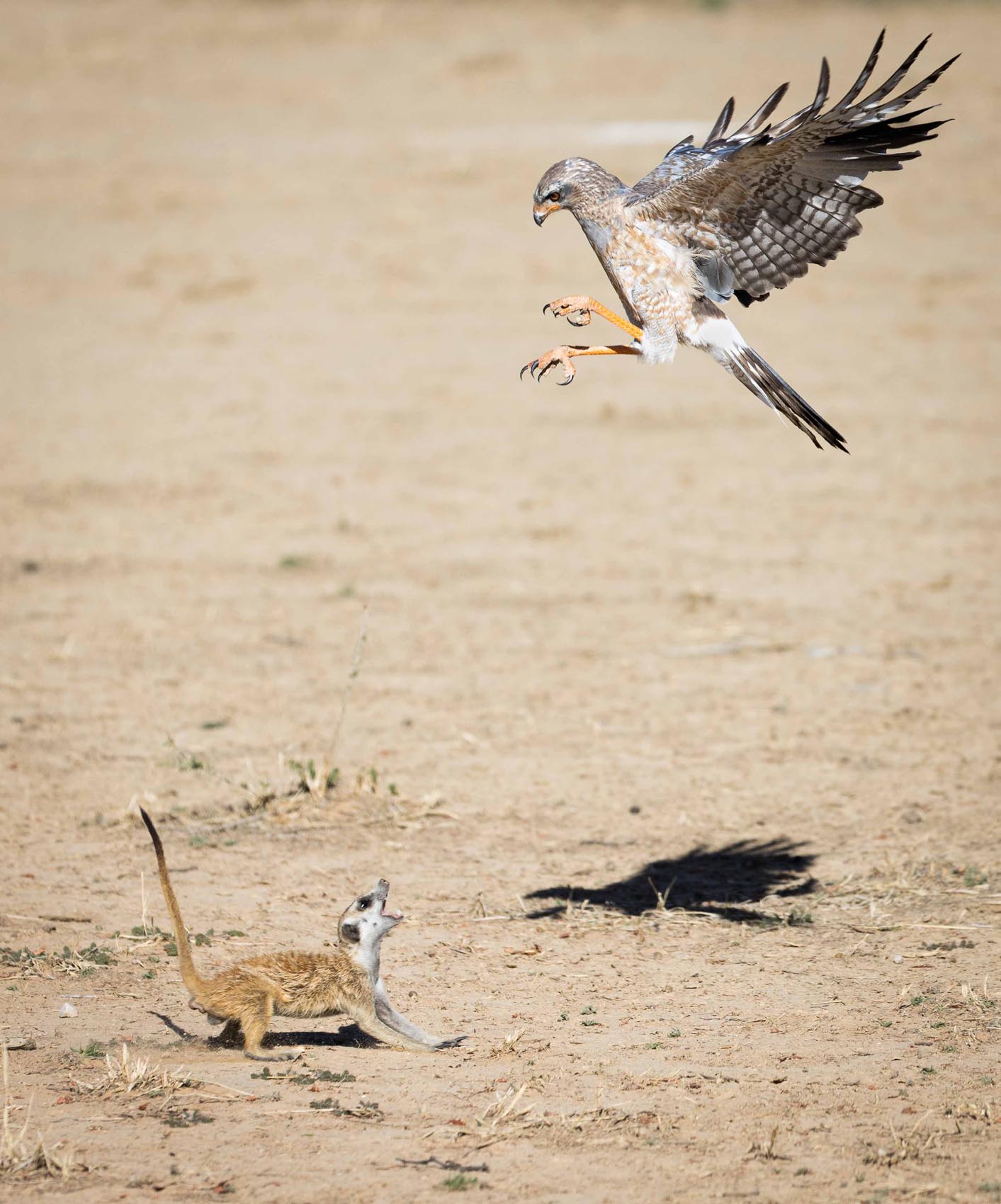 Rob Kissling. Hawk and meerkat