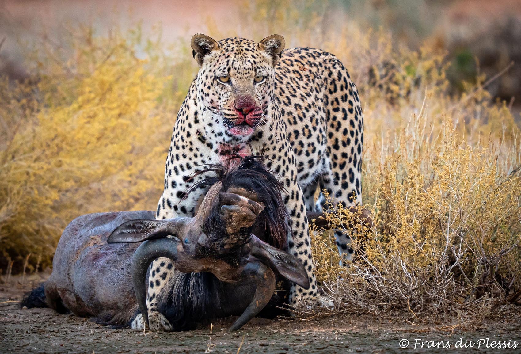 Kgalagadi photography competition 2025 Frans Du Plessis
