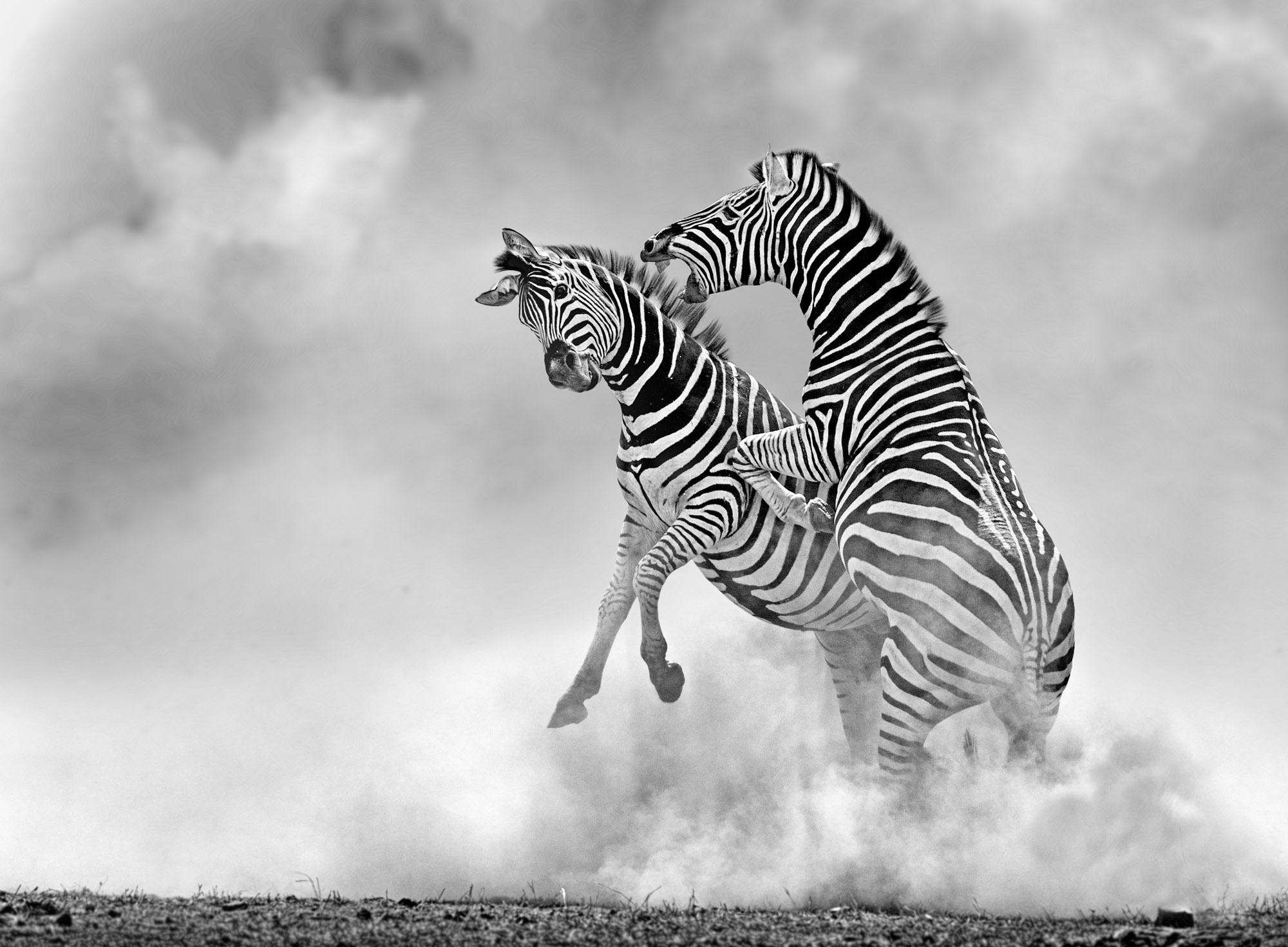 Photographers on safari taking photos