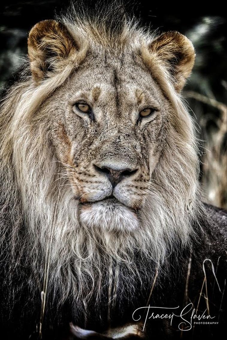 Tracey Slaven  Lion portrait kgalagadi photography photo commpetition