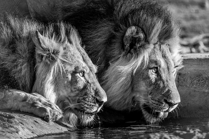 Gerhardt Theron. Male lion brothers drinking