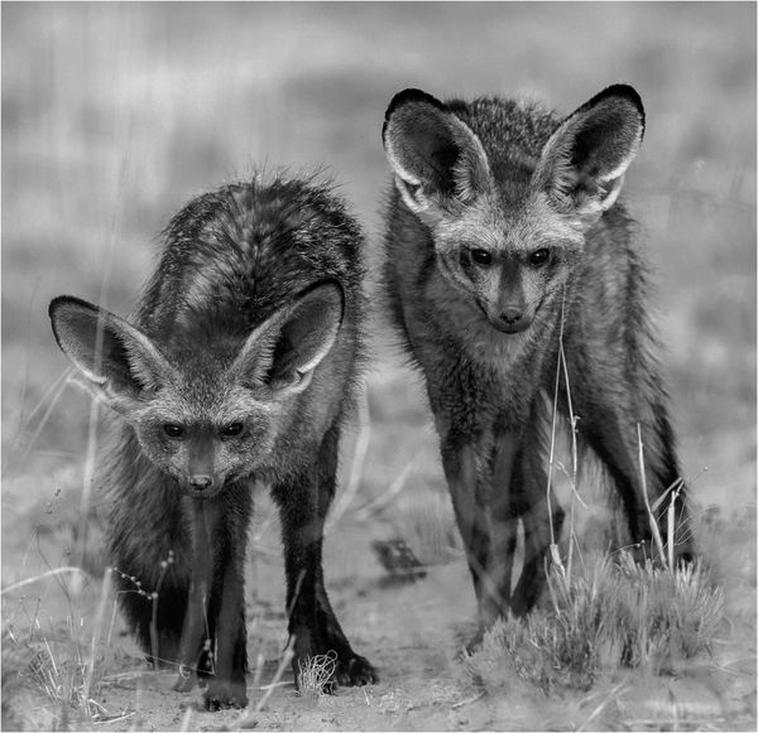Danti Parisi bat eared foxes kgalagadi photography photo competition