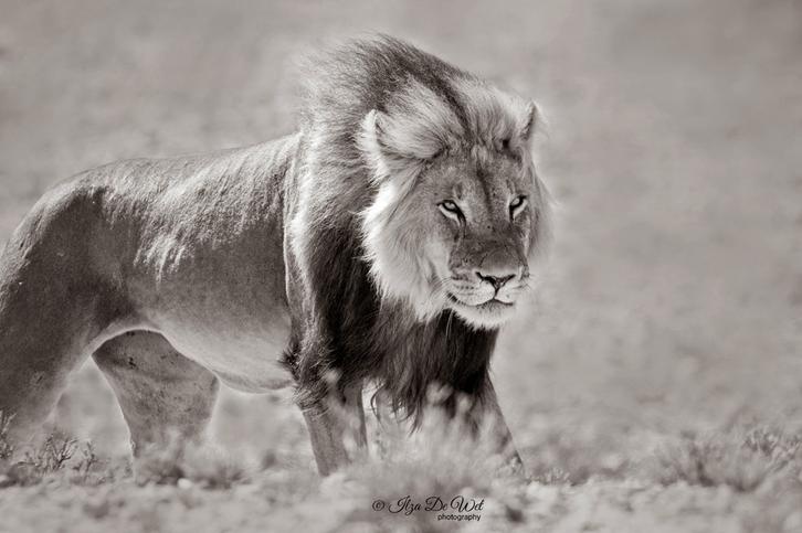 Ilza De Wet. Male lion