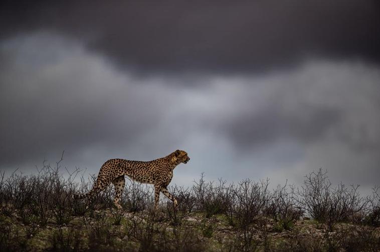 Owen Grobler cheetah on horison kgalagadi photography photo ocompetition