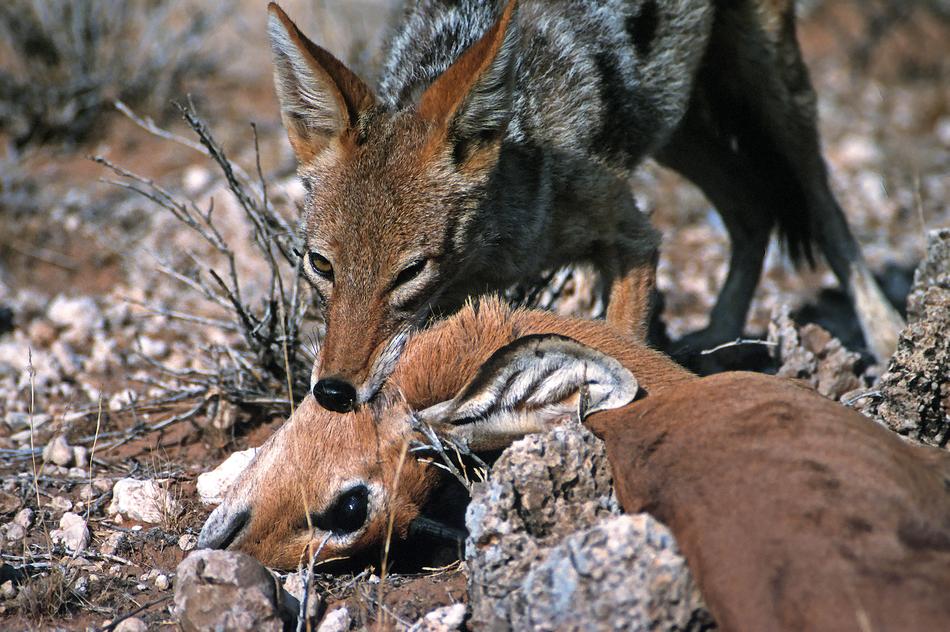 jackal with steenbuck kill