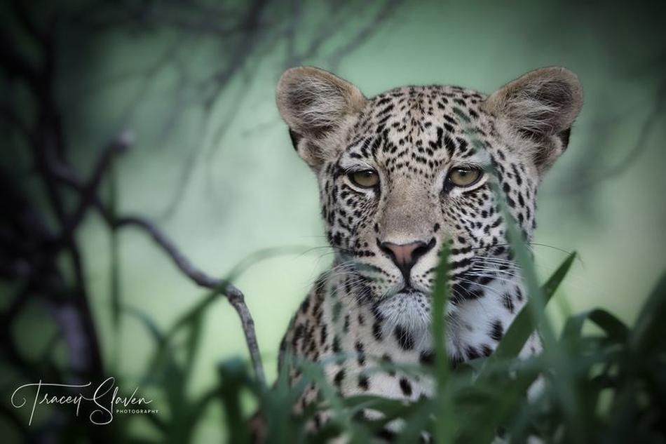 Tracey Slaven Leopard Kgalagadi photography