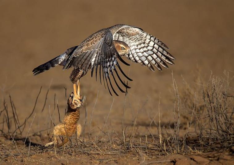 Gert Lamprecht falcon catching meerkat in action kgalagadi photography competition