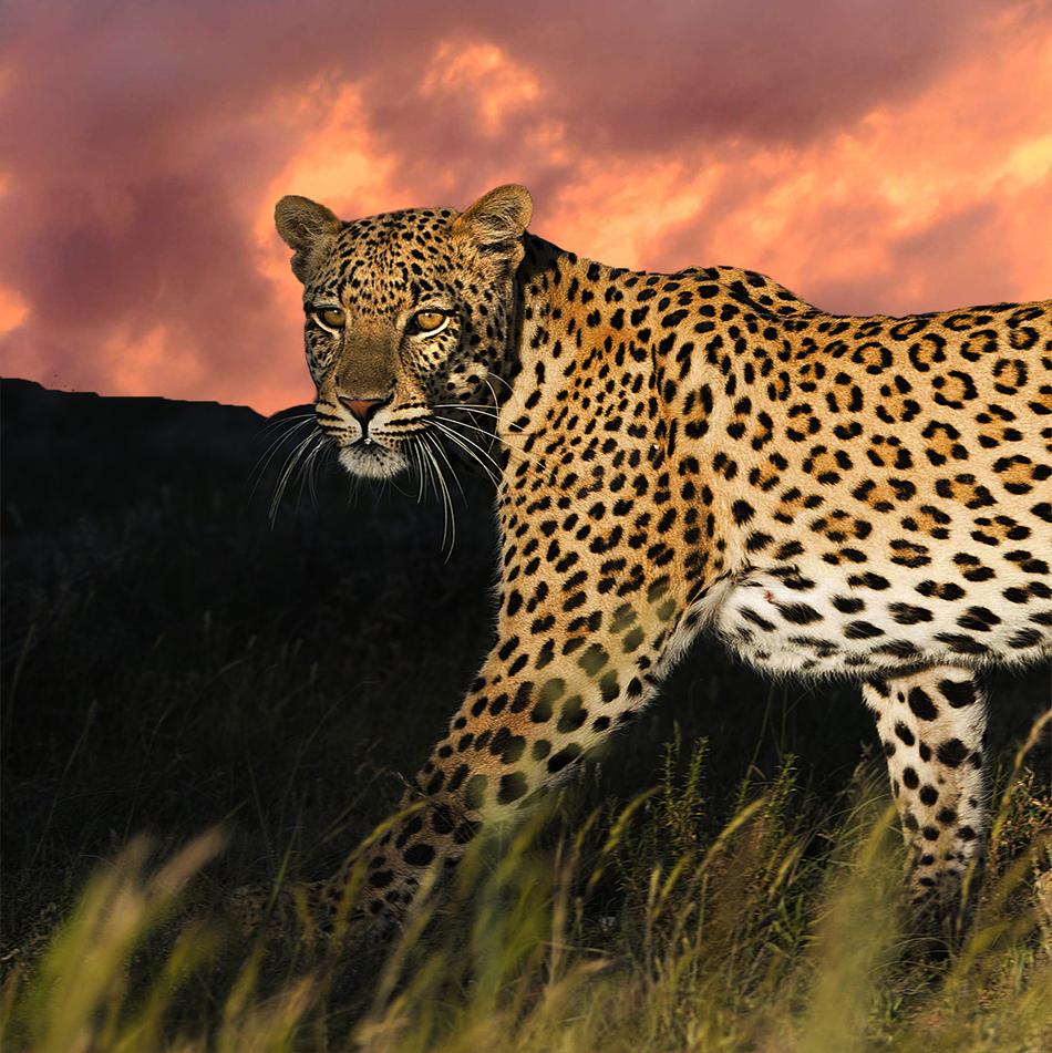 Leopard of the kgalagadi