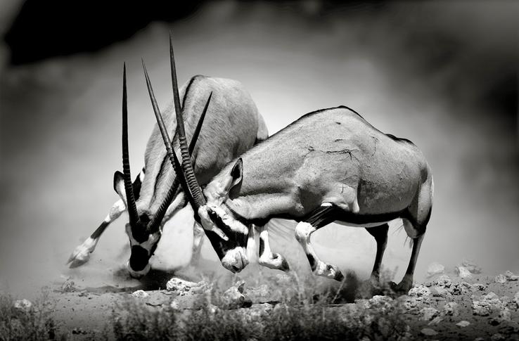 Gemsbok Fight Oryx