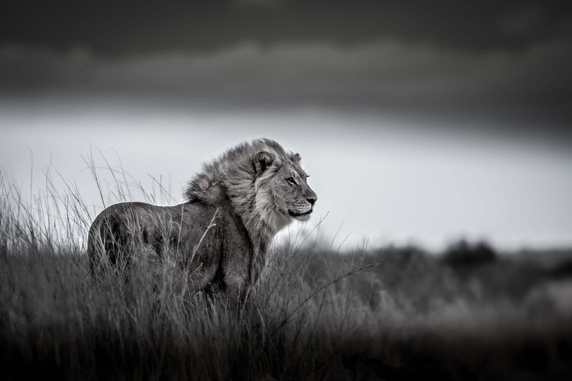Carel Standers 3rd prize 2021 Kgalagadi wildlife photographic competition