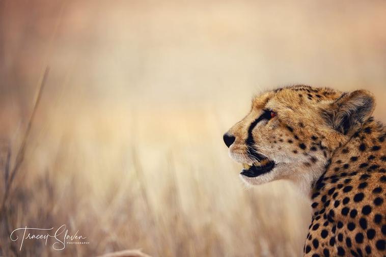 Tracey Slaven Cheetah portrait side on kgalagadi photography photo competition
