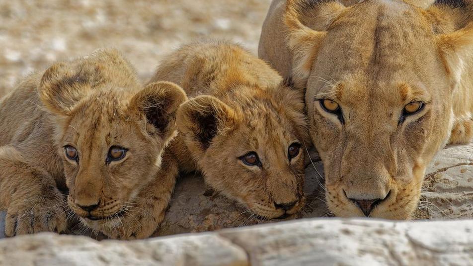 Lioness and cubs drinking. Kgalagadi wildlife photo competition 2022.