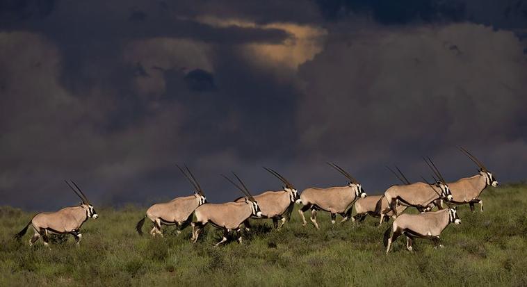 Gert Lamprecht gemsbok herd at sunset kgalagadi photography photo competition