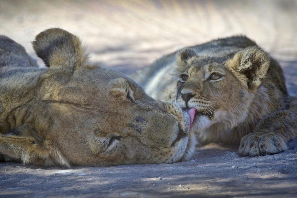 Kgalagadi photography adriaan lategan image of lion and cub