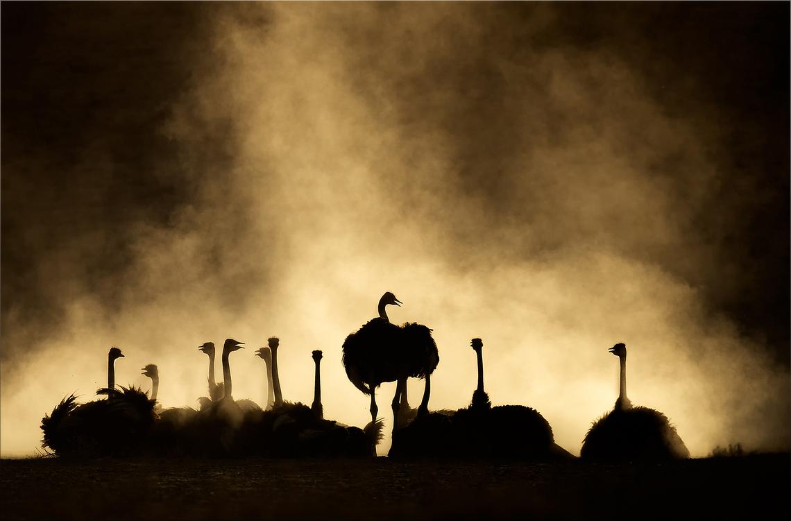 Gert Lamprechts Ostrich finalist 2021 kgalagadi wildlife competition