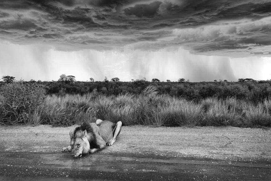 Kgalagadi photography joe lategan lion image black and white