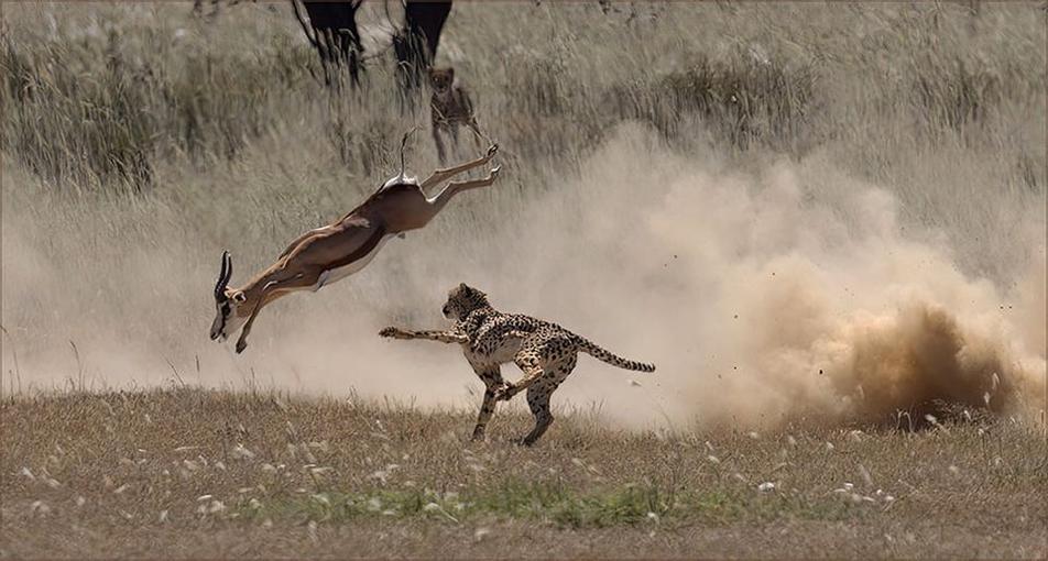 Cheetah catching springbok Marieta Lamprecht