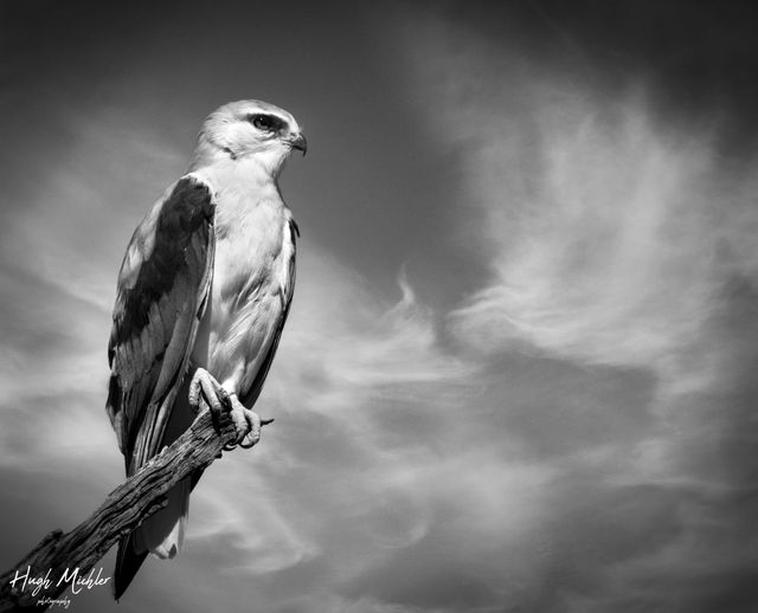 Hugh Mitchler Falcon black and white kgalagadi photography photo competition