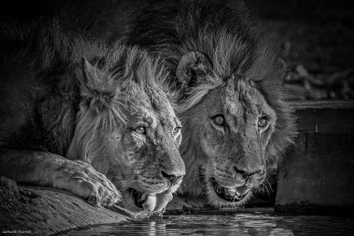 Black and white lions drinking water Gerhardt Theron